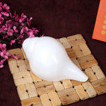 Natural 100% Original Sacred Blowing Shankh 13.5 Cm
