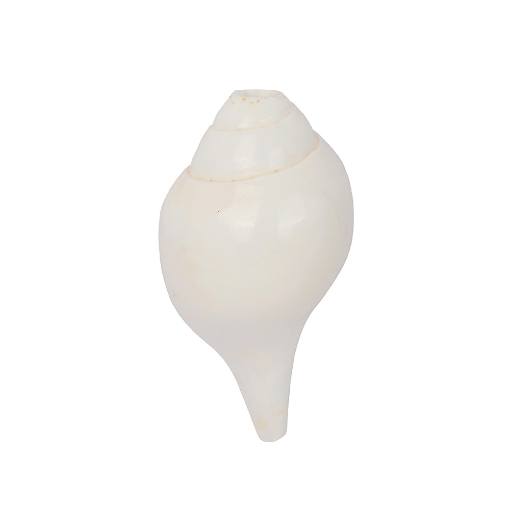 Natural 100% Original Vamavarti Shankha 5 Inch