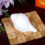 Natural 100% Original Vamavarti Shankha 5 Inch