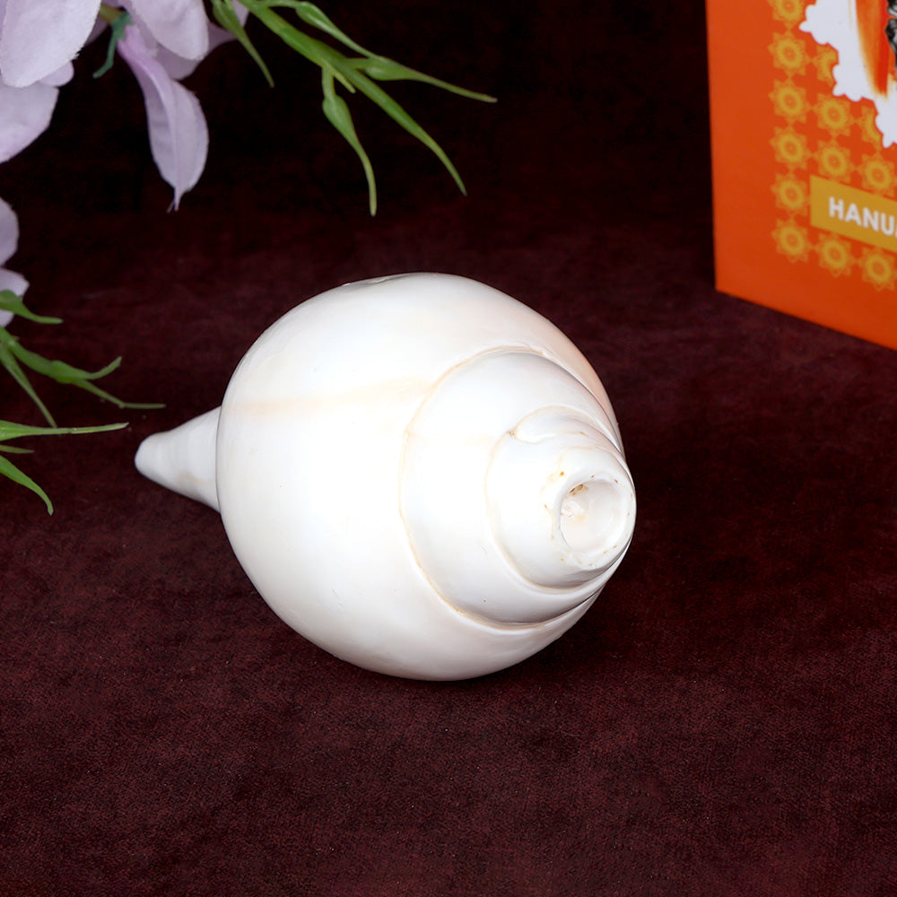 Natural 100% Original Vamavarti Shankha 5.5 Inch