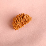 1 Mukhi Rudraksha (Half Moon)