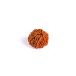8 Mukhi Rudraksha (Regular)