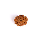 9 Mukhi Rudraksha (Regular)