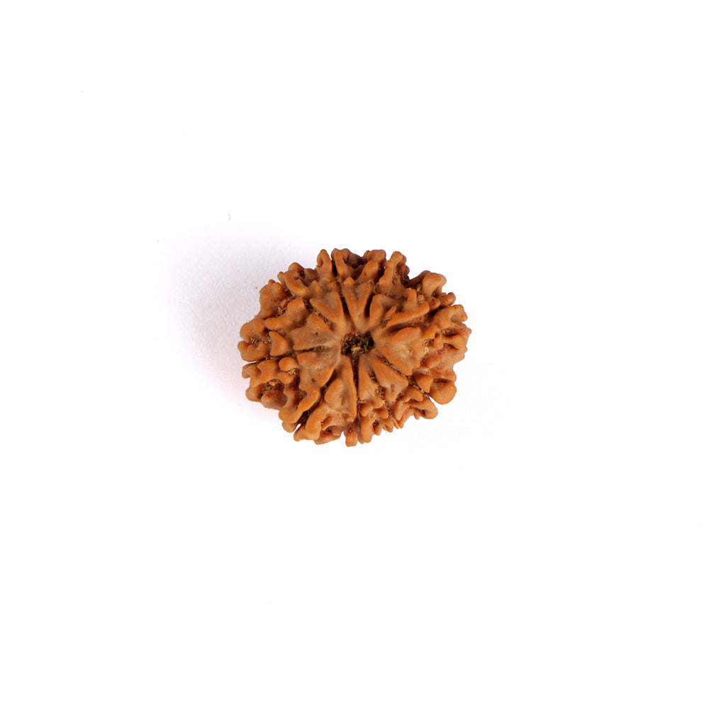 9 Mukhi Rudraksha (Super Collector)