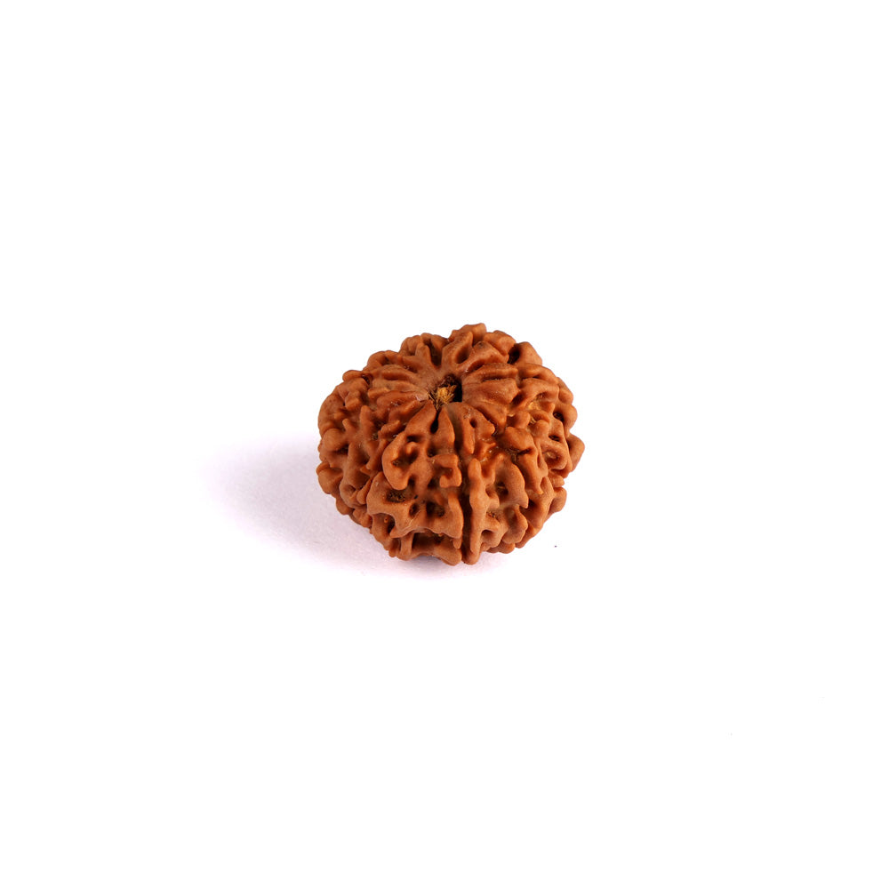 10 Mukhi Rudraksha (Regular)