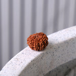 10 Mukhi Rudraksha (Regular)