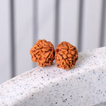 9 Mukhi Gauri Shankar Rudraksha (Super Collector)