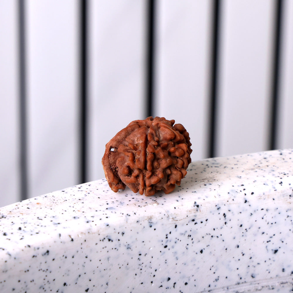 9 Mukhi Rudraksha (Regular)