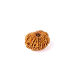 14 Mukhi Rudraksha (26.05mm)