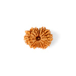 14 Mukhi Rudraksha (26.40mm)