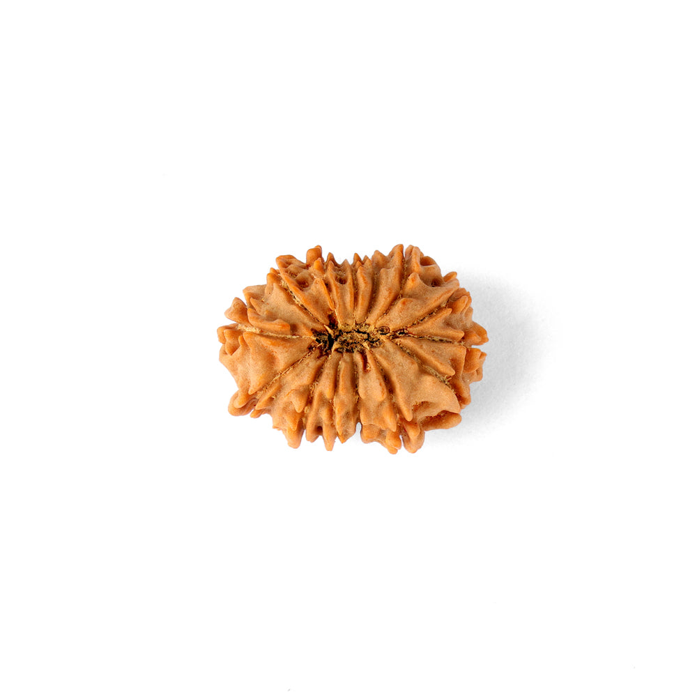 14 Mukhi Rudraksha (26.40mm)