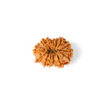 14 Mukhi Rudraksha (26.40mm)