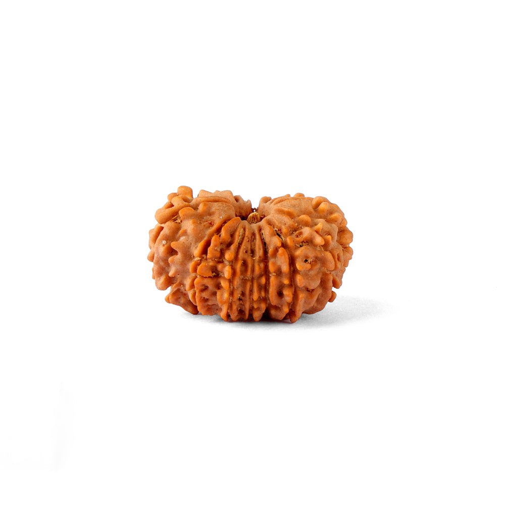 14 Mukhi Rudraksha (26.40mm)