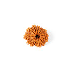 14 Mukhi Rudraksha (21.84mm)