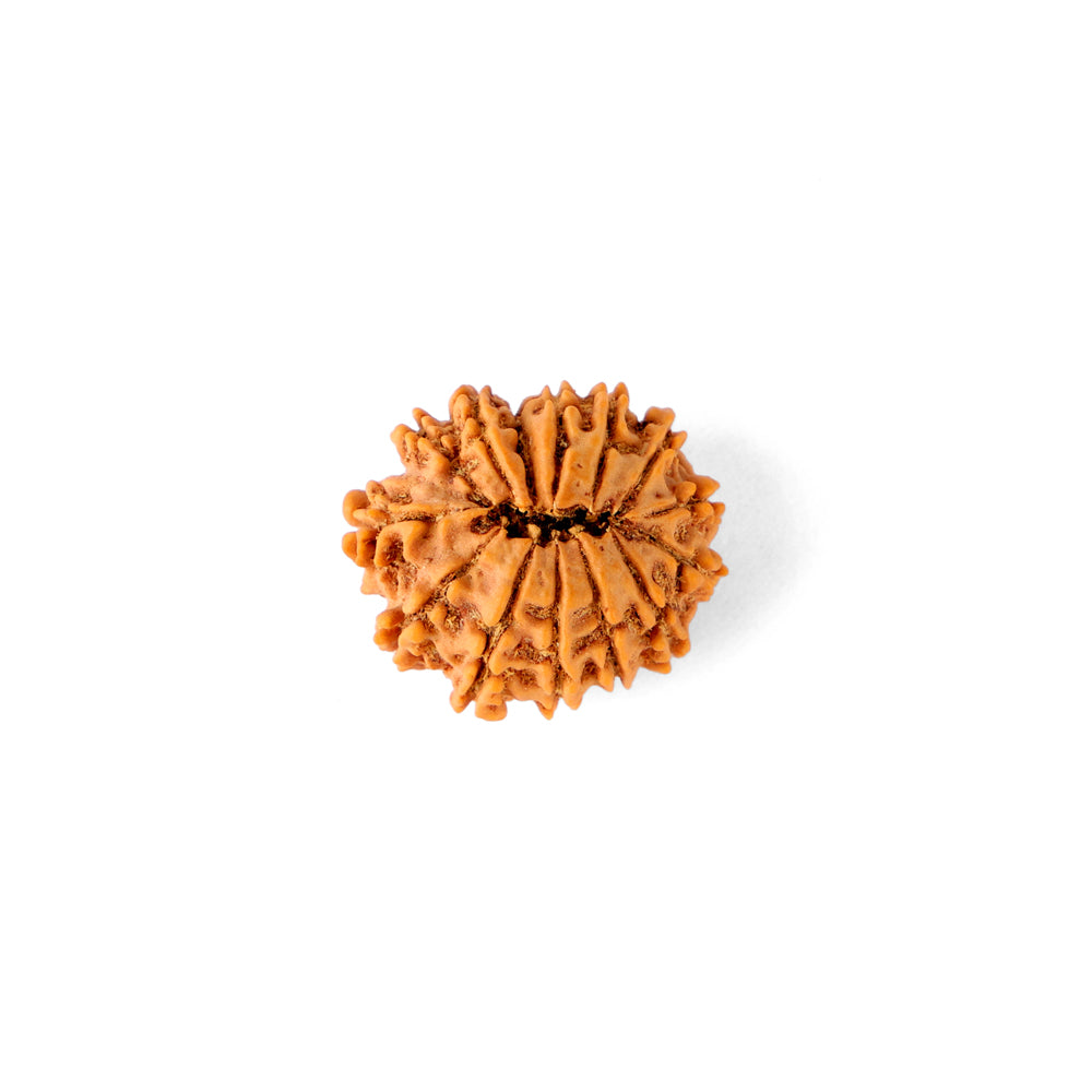 14 Mukhi Rudraksha (21.84mm)