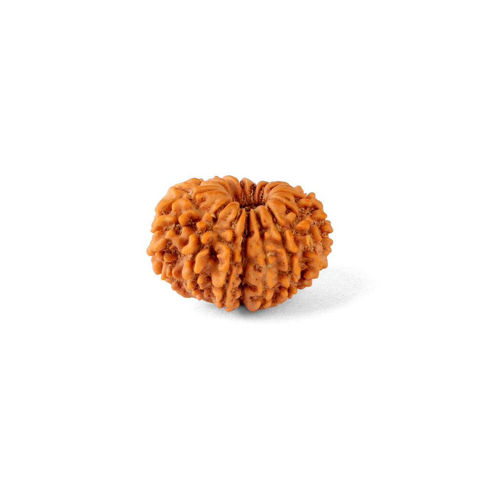 14 Mukhi Rudraksha (21.84mm)