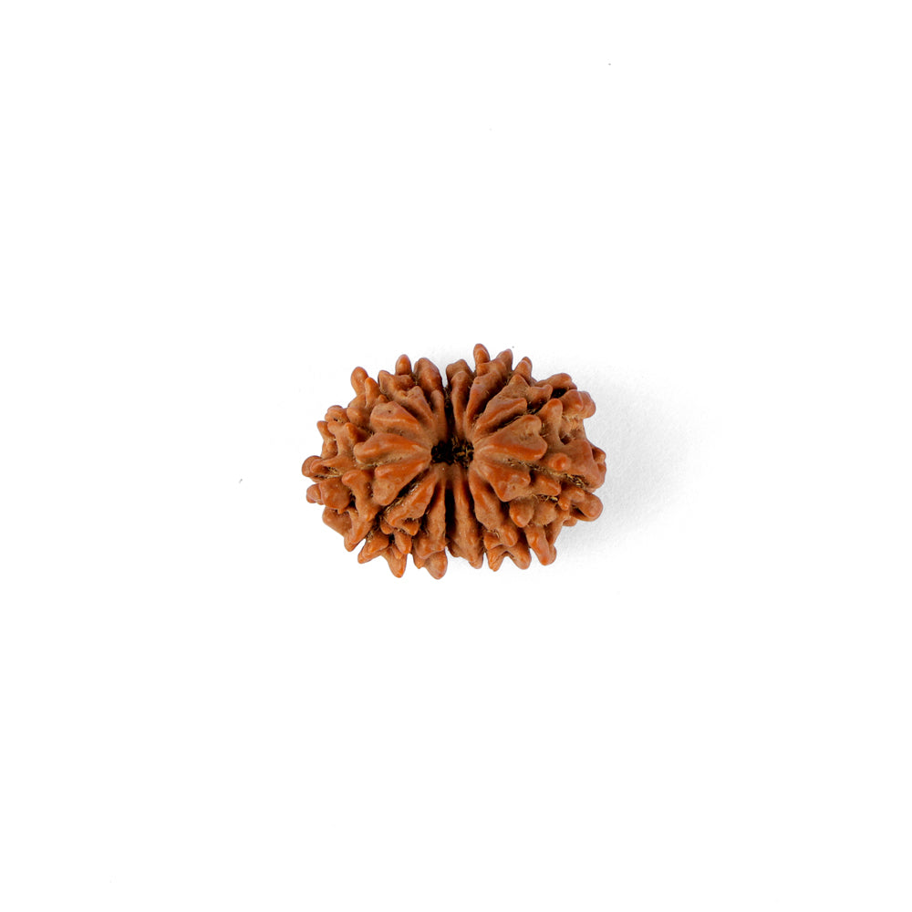 14 Mukhi Rudraksha (21.82mm)