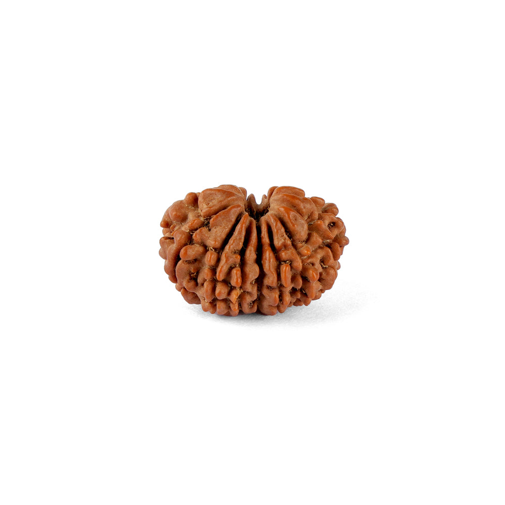 14 Mukhi Rudraksha (21.82mm)
