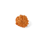 14 Mukhi Rudraksha (20.20mm)