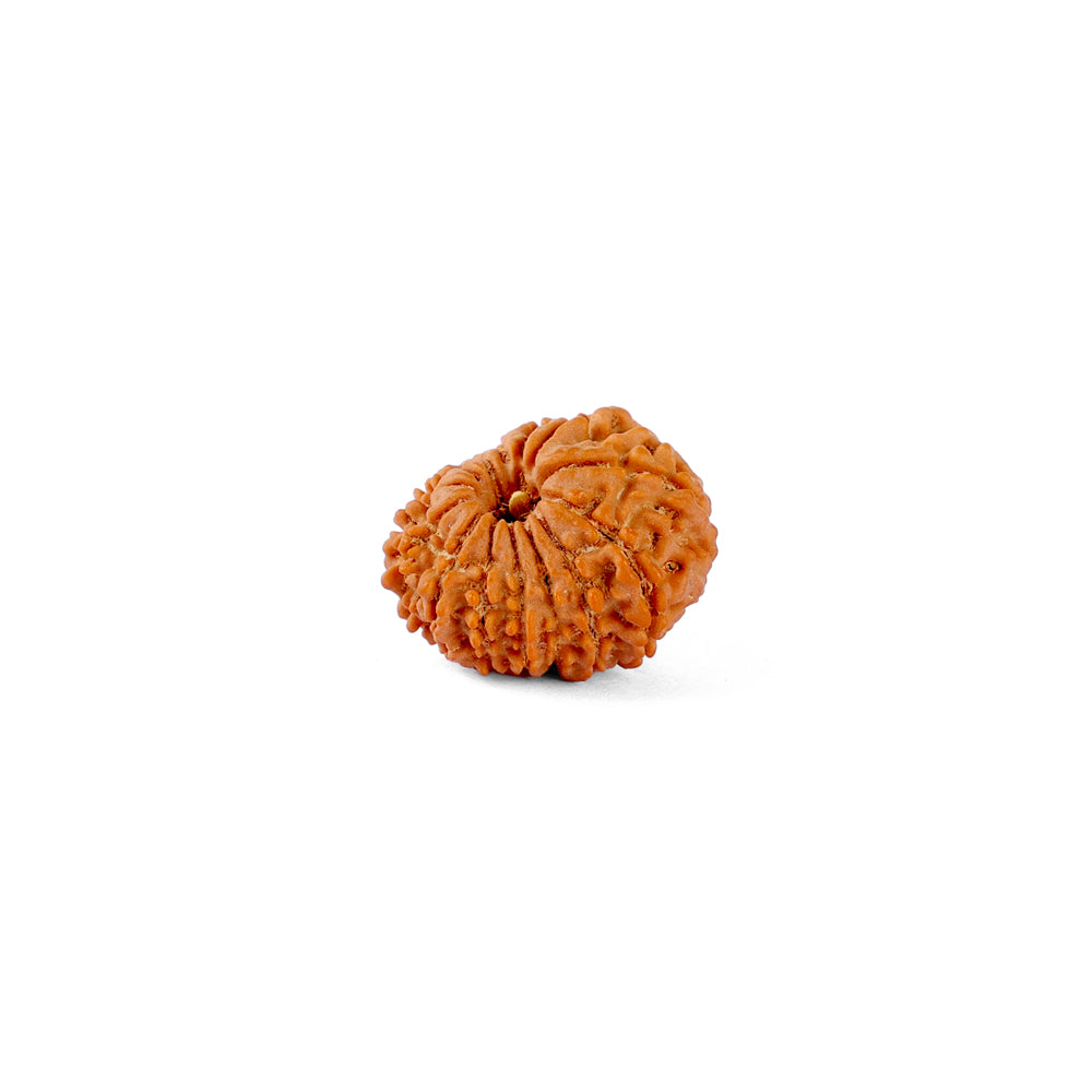 14 Mukhi Rudraksha (20.20mm)