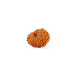 14 Mukhi Rudraksha (20.20mm)