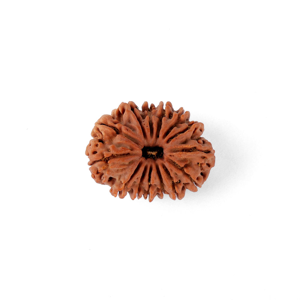 14 Mukhi Rudraksha (29.60mm)