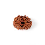 14 Mukhi Rudraksha (29.60mm)