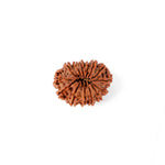 14 Mukhi Rudraksha (29.60mm)