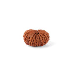 14 Mukhi Rudraksha (29.60mm)