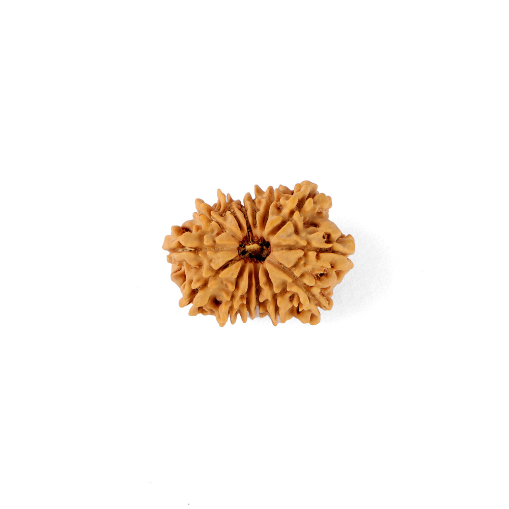 14 Mukhi Rudraksha (23.69mm)