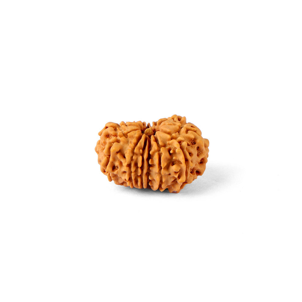 14 Mukhi Rudraksha (25.05mm)
