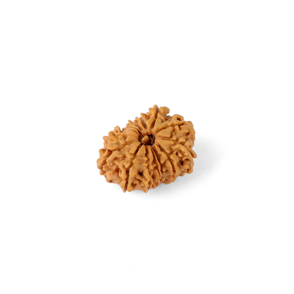 14 Mukhi Rudraksha (23.69mm)