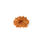 14 Mukhi Rudraksha (24.51mm)