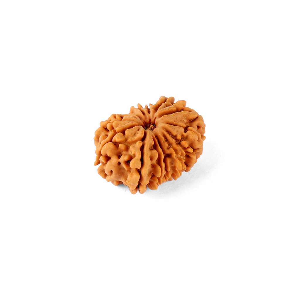 14 Mukhi Rudraksha (24.51mm)