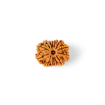 14 Mukhi Rudraksha (23.56mm)