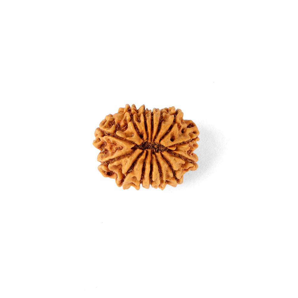 14 Mukhi Rudraksha (23.56mm)