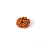 14 Mukhi Rudraksha (24.17mm)
