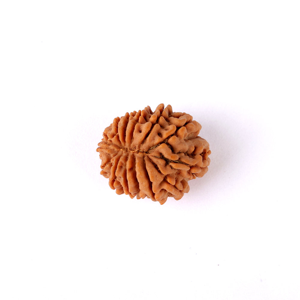 14 Mukhi Rudraksha (24.17mm)