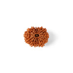 14 Mukhi Rudraksha (23.96mm)