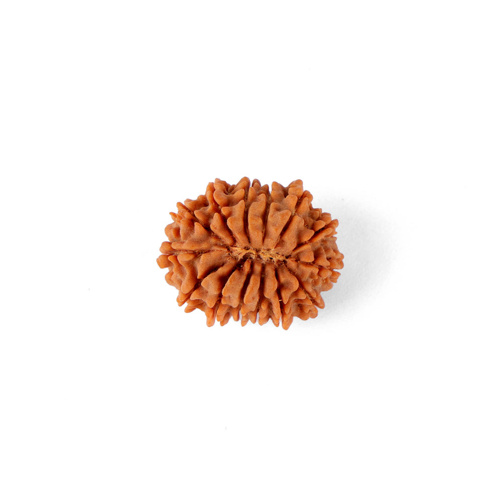 14 Mukhi Rudraksha (23.96mm)