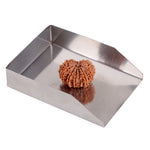 14 Mukhi Rudraksha (23.96mm)