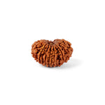 15 Mukhi Rudraksha (24.07mm)