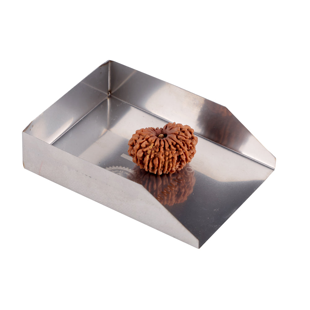15 Mukhi Rudraksha (24.07mm)