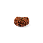 15 Mukhi Rudraksha (27.66mm)