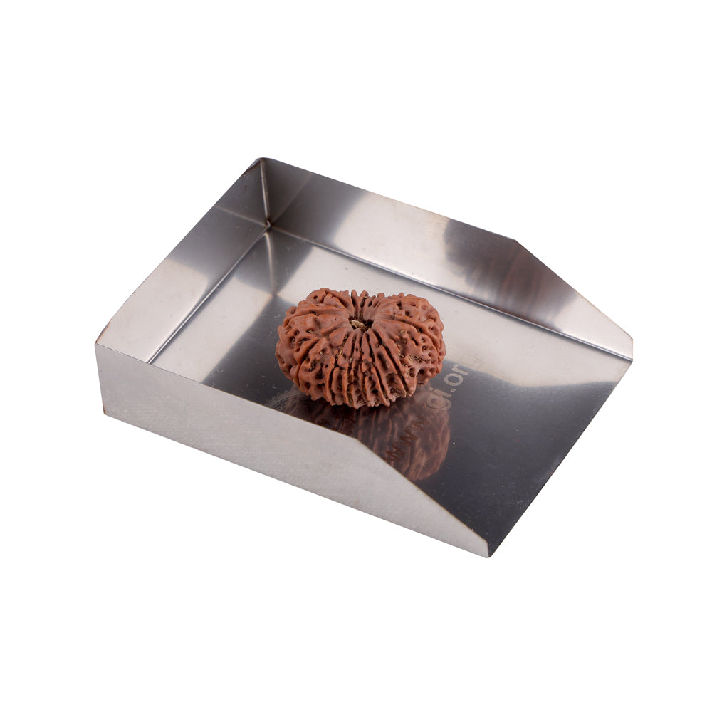 15 Mukhi Rudraksha (27.66mm)