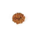 15 Mukhi Rudraksha (22.62mm)