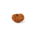 15 Mukhi Rudraksha (22.62mm)