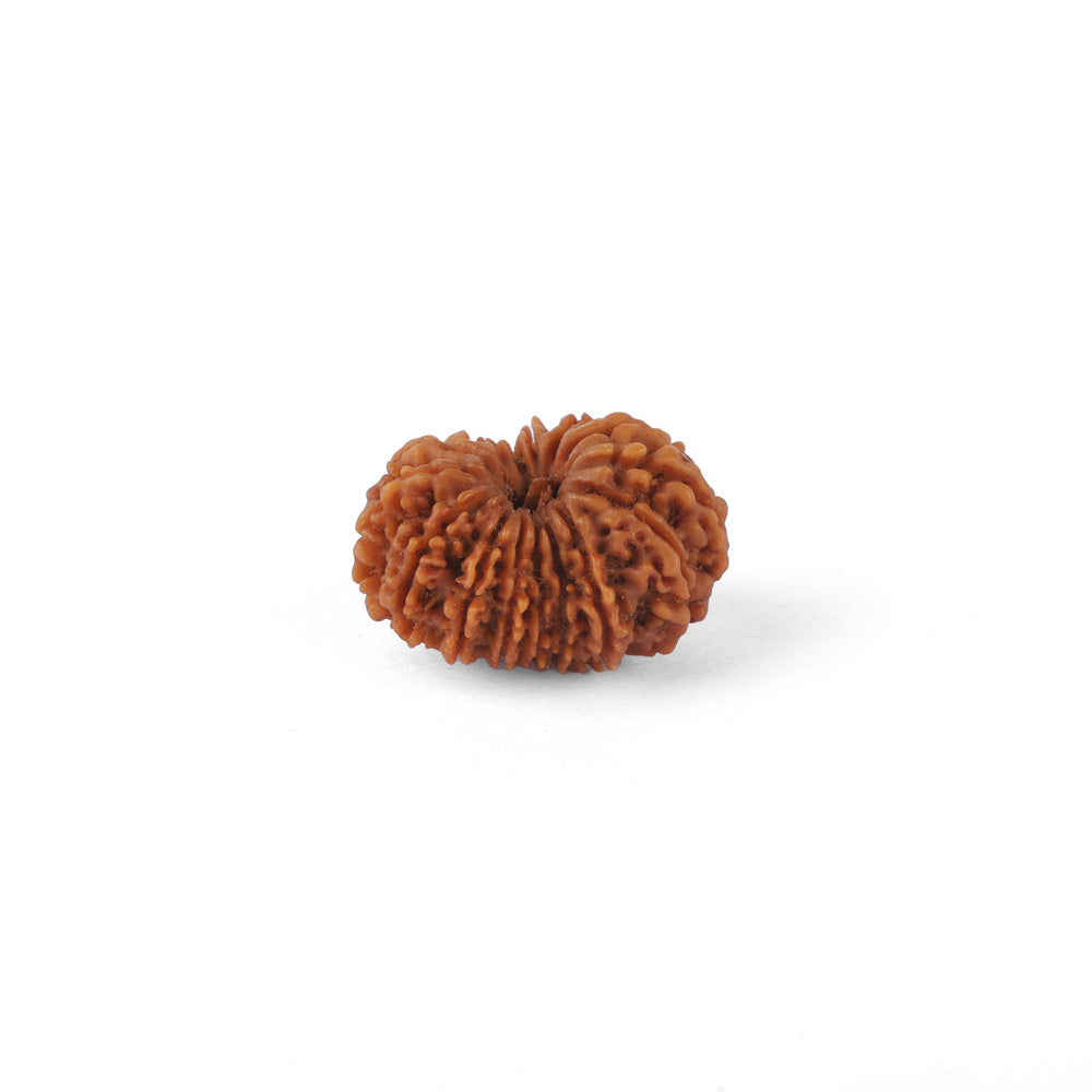 15 Mukhi Rudraksha (26.08mm)