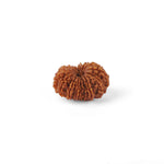 15 Mukhi Rudraksha (26.08mm)