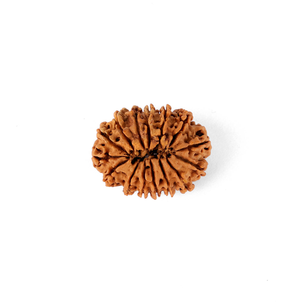 15 Mukhi Rudraksha (26.50mm)